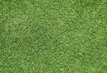 Syed garden Bermuda Lawn grass seed (5 kg)