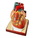 2023 Newest Design Life Size Human Heart Model,2-Parts 1:1 Anatomical Heart Model On Diaphragm and Pericardium Base,34 Anatomical Structures Teaching Science Models for Classroom and Cardiology Study