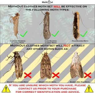 MothOut Clothes Moth Traps 10-Pack – Carpet Trap, Lavender Freshener, Glowing Pads