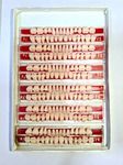 Dental Acrylic Teeth Shade Of Teeth 24 Sets