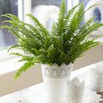 1 x 25-35cm Potted Boston Fern | Perfect Indoor Plant for Beginners