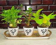 NewLeaf Set of 3 Air Purifying Plants Combo with Pot. (Dwarf Syngonium, Golden Money Plant & Jade Plant.)