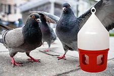 Pigeon Water Drinker - 5 Litre