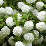 You Garden - 1 x Viburnum opulus 'Roseum' Snowball Tree in a 9cm Pot Ready to Plant Out - Snowball Tree in a 7/9cm Pot Deciduous Shrubs for Gardens Hardy Plants for Outdoors in Garden Approx Growth 4m