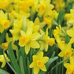 Daffodil 'Tete-a-Tete' Spring Bulbs – 100x Dwarf Hardy Plants with Bright Yellow Trumpet Flowers | Low Maintenance & Easy to Grow | Ideal for Vibrant Spring Gardens by Thompson & Morgan