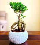 Abana Homes Ficus Bonsai Plants For Home Indoor Live in Ceramic Pot - 4 Years Old 25 cms For Living Room, Office Plants | Plant Gifts