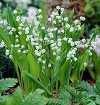Votaniki White Lily of The Valley -