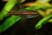 WorldwideTropicals Live Freshwater Aquarium Fish - (6) 1" Fire Neon Tetras - 6 Pack of Fire Neons (Glo-Lites) Live Tropical Fish - Great for Aquariums - Populate Your Fish Tank!