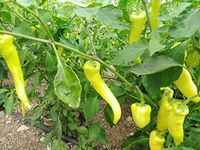 Sweet Banana Chilli Seeds - Sweet Banana Pepper Seeds