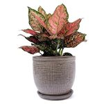 PLANTORI Pot for Plants with Tray/Plate | Flower Pot for Indoor Plants, Bonsai, Cactus | Planter for Living Room, Home & Office Decor (Grey Garden Pot, 5 inches)