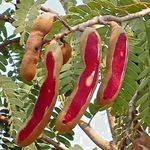 Indonesian Sweet Red Tamarind Grafted Plant (All Time) Misti Lal Tentul, Sweet Red Imli "Fruit After 1 Year"