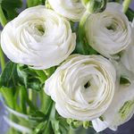 Ranunculus/Buttercups | Flower Bulb | for Winter Season | By Plantogallery® (Pack of 2 Bulbs(White))