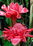 Gebdinsh Garden® Imported Torch Ginger Flower Plants Bulbs For Outdoor Gardening (Pack Of 5 Bulbs)