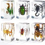 Insect in Resin Specimen, Bugs Collection Paperweights Animal Specimen for Kids Real Bug Preserved in Resin for Scientific Educational Toy Office Desk Christmas Display Supplies (6 Styles)