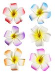 2.5" Hawaiian Hair Flower Clip Hair Barrettes for Women.Match Luau Hawaiian Dresses for Women-6pc Cute Hair Clips for Thin Hair,Hair Clips for Girls,Plumeria Hawaii Hair Accessories for Women