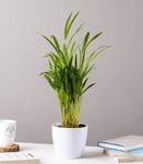 Air Purifying House Plants