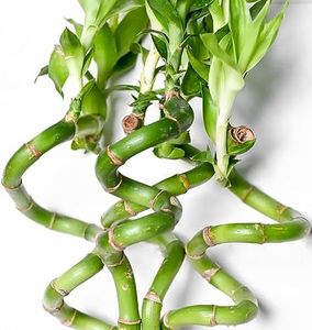 Set de Cuatro Lucky Bamboo o Bambú de la Suerte Naturales