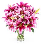 Stargazer Lilies - Next Day Prime Delivery - Pink Lilies Bouquet - A Stunning Gift for Any Occasion - Brighten someone's day with flowers. (Large)