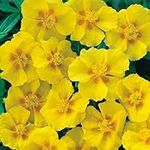 Pack X6 Helianthemum 'Ben Fhada' (Rock Rose) Perennial Garden Plug Plants