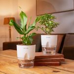 KYARI Combo of 2 - Lucky Jade Plant and Peace Lily Indoor Plants for Living Room | Live Plants | Plants with Green Self Watering Pot for Home | Air purifier plants for Home Decor