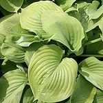 Plant Theory Sum and Substance Plantain Lily Perennials Flowering Plants Hosta 2L Pot