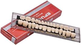 28Teeth Dental Synthetic Resin Toot