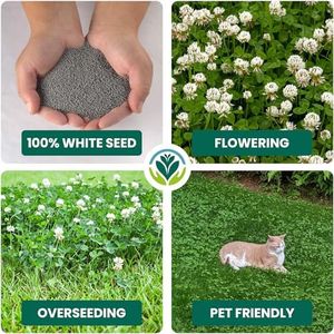 Premium White Clover Grass Seed 5kg – Drought Resistant, Bee Friendly, Covers 175m²