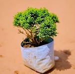 Hidden Enterprise Beautiful Bonsai Live Plant Tree| For Home Decoration, Office Decoration| All Time Healthy Live Table Kamini Plant| Home Gardening, Outdoor & Indoor Live Plants| Easy to Maintain