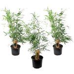 Plant in a Box - Fargesia Rufa - Height 25-40cm - Set of 3 - Chinese Fountain Bamboo - Hardy Bamboo Plants - Pot 13cm