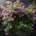 Earth Hopper Climbing Rose Hybrid Seeds Pack - Large Flowers- 70 Easy-to-Grow Seeds for Vibrant Blooms, Suitable for All Indian Climates (VOILET)