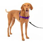 PetSafe Easy Walk No-Pull Dog Harness - The Ultimate Harness to Help Stop Pulling - Take Control & Teach Better Leash Manners - Helps Prevent Pets Pulling on Walks - Medium, Purple