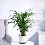 Large Indoor Plants