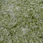 Silk Plast Liquid Wallpaper-SF 4 (Green and White) 960 GMS