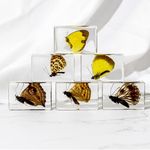 4Pcs Insect in Resin Specimen, Bug Preserved Specimen Collection Paperweights Resin Insects Various Insect Specimen for Office Office School Biology Science Teacher Education (Butterfly)