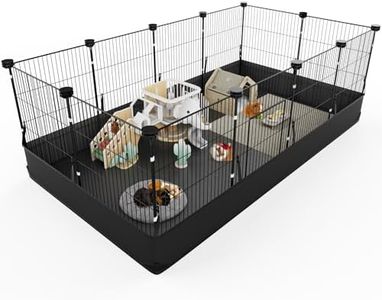 Guinea Pig