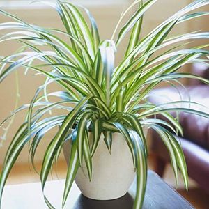 Chlorophyt