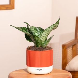 Kyari Sansevieria Snake Plant Indoor Live Plant with Red Brick Self Watering Pot 4 Inch with Pot for Home, Bedroom, Office - Air Purifying Live Plant