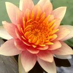 Lily Pond Store -Comanche Live Hardy Waterlily Plant, (Color-Peach)