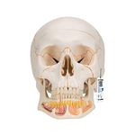 3B Scientific 1020166 Human Anatomy - Classic Human Skull Model with Opened Lower Jaw, Magnetic Connections, 3 Part and Free Anatomy Software