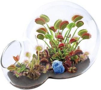 Unique Gardener Grow Your Own Venus Fly Trap - Complete Kids Terrarium Kit to Sprout Fly Trap and Sundew Plants - Includes Everything Needed for The Plants to Thrive