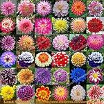 36 Types Perennial Dahlia Flower Seed, 100 Seeds/Pack, Rare Dahlia Pinnata Bonsai Seed Ornamental Flower DIY Garden-WANCHEN