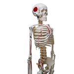 Human Skeleton Model