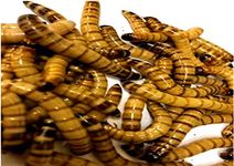 The Mealworm Company LIVEFOODS DIRECT S500g LIVE Morios 500g SuperGiant Mealworms 40-50mm ZOPHOBAS MORIOS