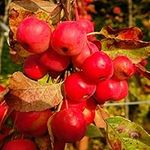 You Garden - Crab Apple 'Red Sentinel' Standard Patio Fruit Tree in a 3L Pot 90cm Tall - Potted Ready to Plant Out Apples Fruit Trees for Gardens and Orchard, Grow Your Own Fruit Trees