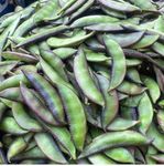 Zeniso® Sem Phali/Lima Beans Seeds, Indian Vegetable Seeds, High Germination Seeds For Home & Garden