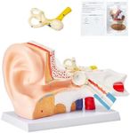 VEVOR Human Ear Anatomy Model, 5 Ti