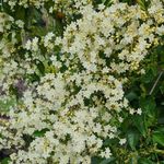 Wynorg Manimulla Flowering Jasmine– a delightful addition to your Home & Garden. Manimulla (Porana Paniculata) Flowering/Ornamental Live Plant (Home & Garden)