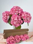 SUMTIPHUN 4 Pcs 20'' Real Touch Hydrangeas Pink Artificial Hydrangeas Flowers Faux Latex Lifelike Hydrangea for Kitchen Living Room Porch Home Decor Baby Shower Party Wedding Table Centerpiece