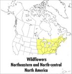 A Peterson Field Guide To Wildflowers: Northeastern and North-central North America