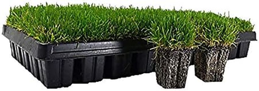 Zoysia Plu